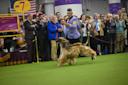 The-Westminster-Kennel-Club-Dog-Show-Manhattan-NYC-Courtesy-3.jpg