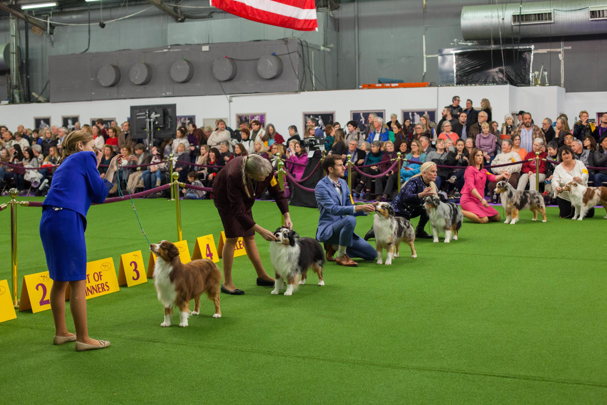 The Westminster Kennel Club Dog Show NYC Tourism