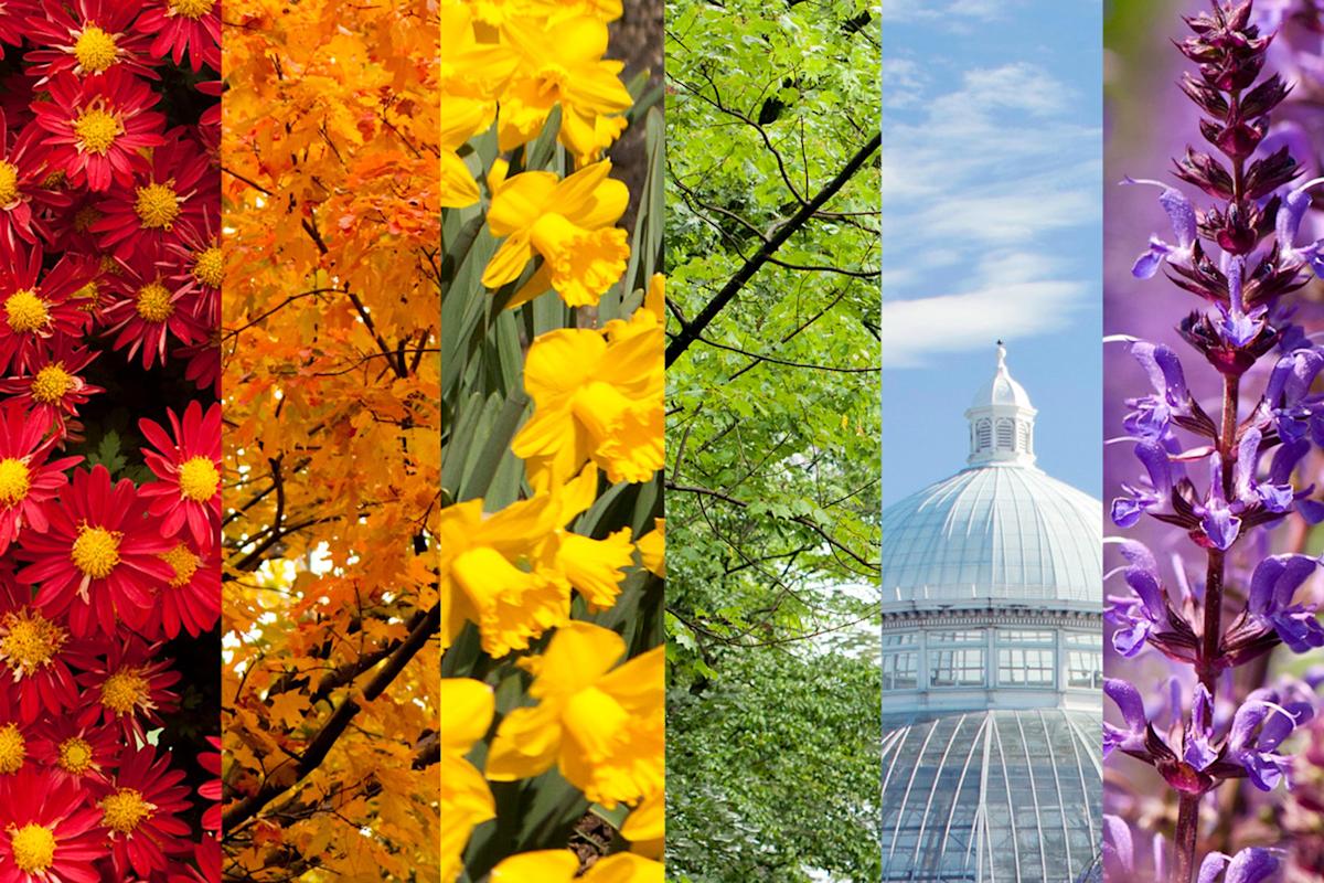 NYBG, rainbow, flora