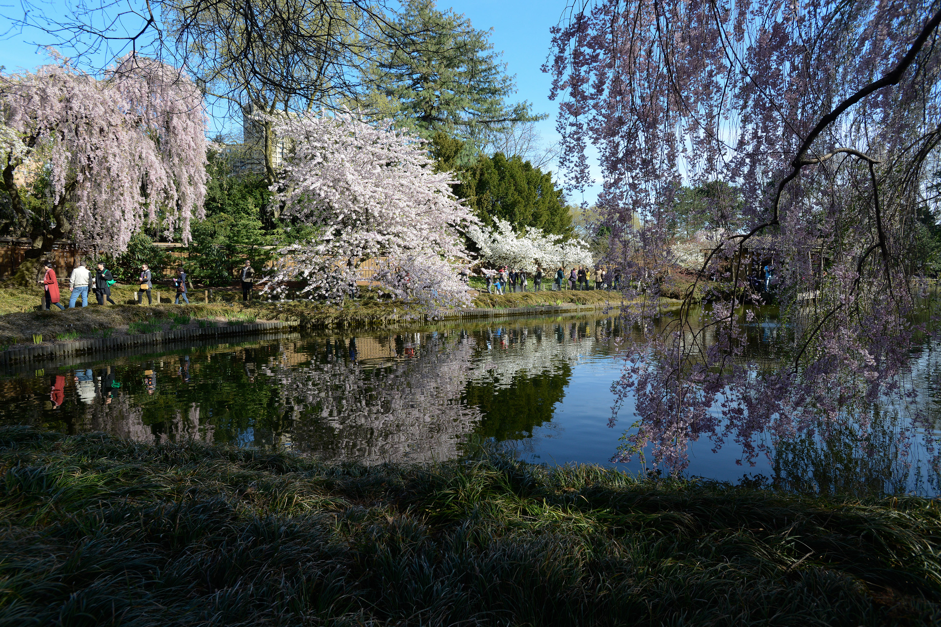 Brooklyn Botanic Garden. Photo: Julienne Schaer 