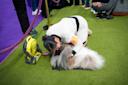 The-Westminster-Kennel-Club-Dog-Show-Manhattan-NYC-Courtesy-4.jpg