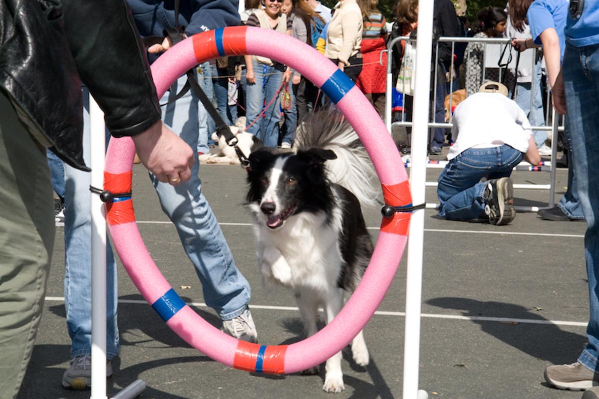 Dog Fair in Central Park, NYC