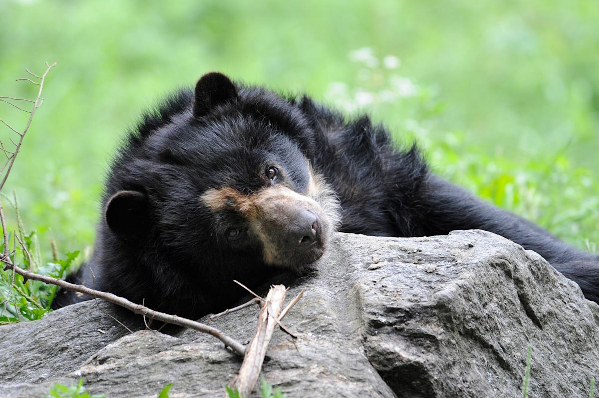 andean bears at Queens Zoo