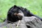 julie_larsen_maher_3639_andean_bears_qz_07_31_12_hr