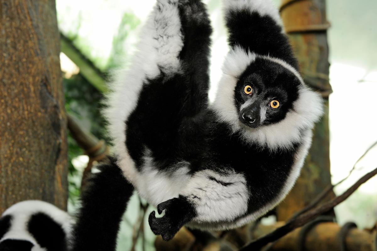 black-and-white ruffed lemur at the Central Park Zoo