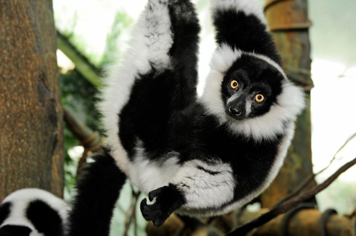 julie_larsen_maher_3735_black-and-white_ruffed_lemur_tro_cpz_01_07_10_hr