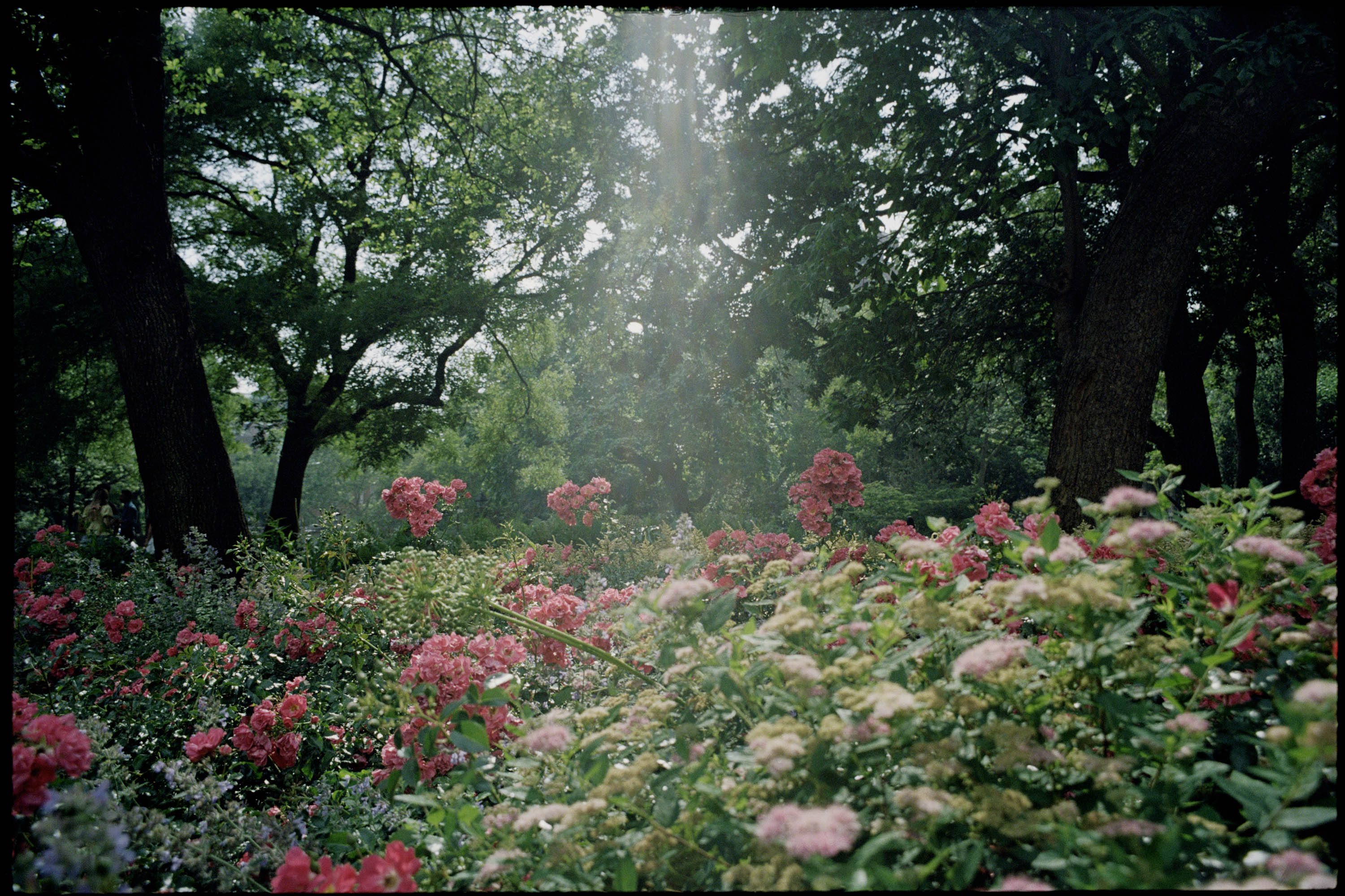 Pink and red flowers during the sunset in the middle of Washington Square Park in Manhattan