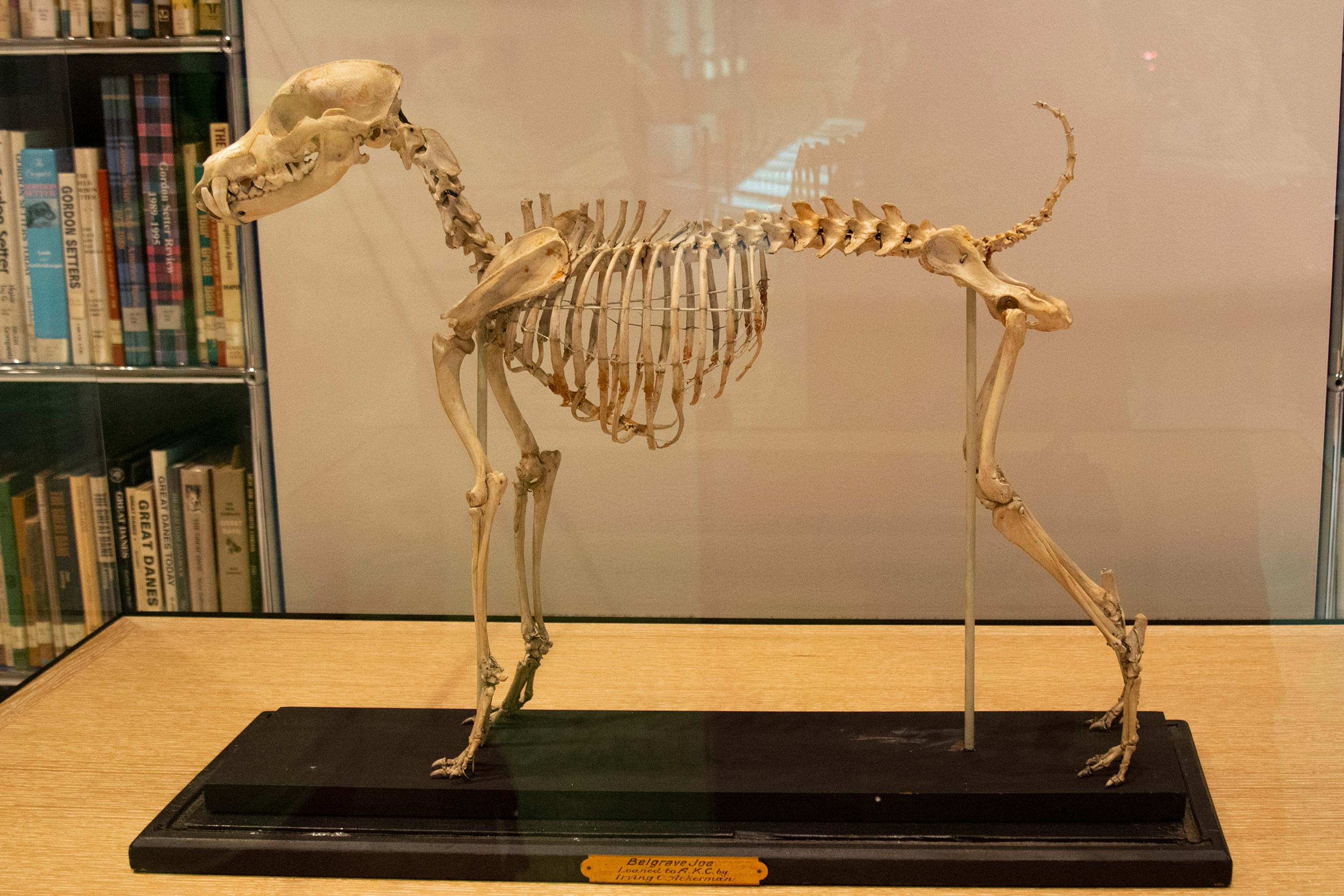 dog museum, interior, dog skeleton