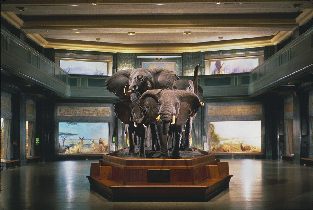 Elephants and other animals exhibit at the Akeley Hall of African Mammals, inside the American Museum of Natural History in Manhattan