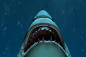 sharks_1280x960_nocopy