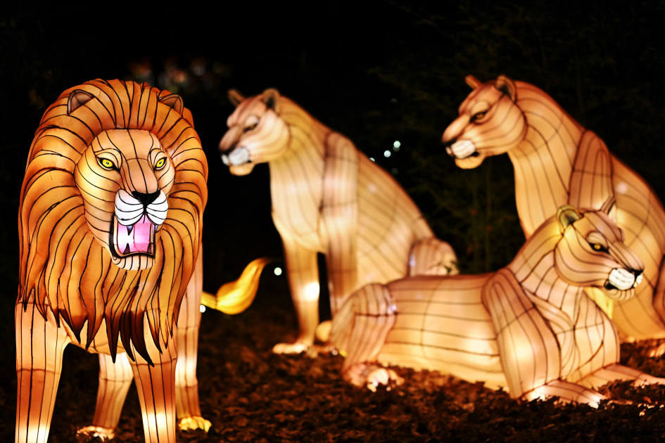 Holiday Lights at the Bronx Zoo