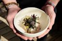 A person holds a white bowl containing a dish garnished with seaweed strips, leafy greens, and lemon slices. The person is wearing a beaded bracelet and a red string bracelet on their wrist. The background is softly blurred.