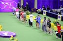 The-Westminster-Kennel-Club-Dog-Show-Manhattan-NYC-Courtesy-10.jpg