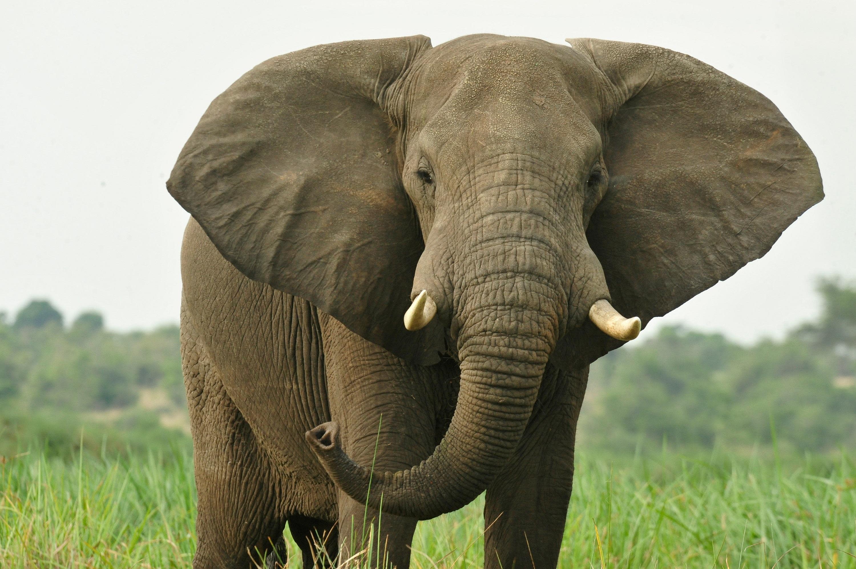 julie_larsen_maher_3233_african_elephant_uga_06_30_10_hr_7b3bb7c4-5056-a36f-235ba35e5172d4a0