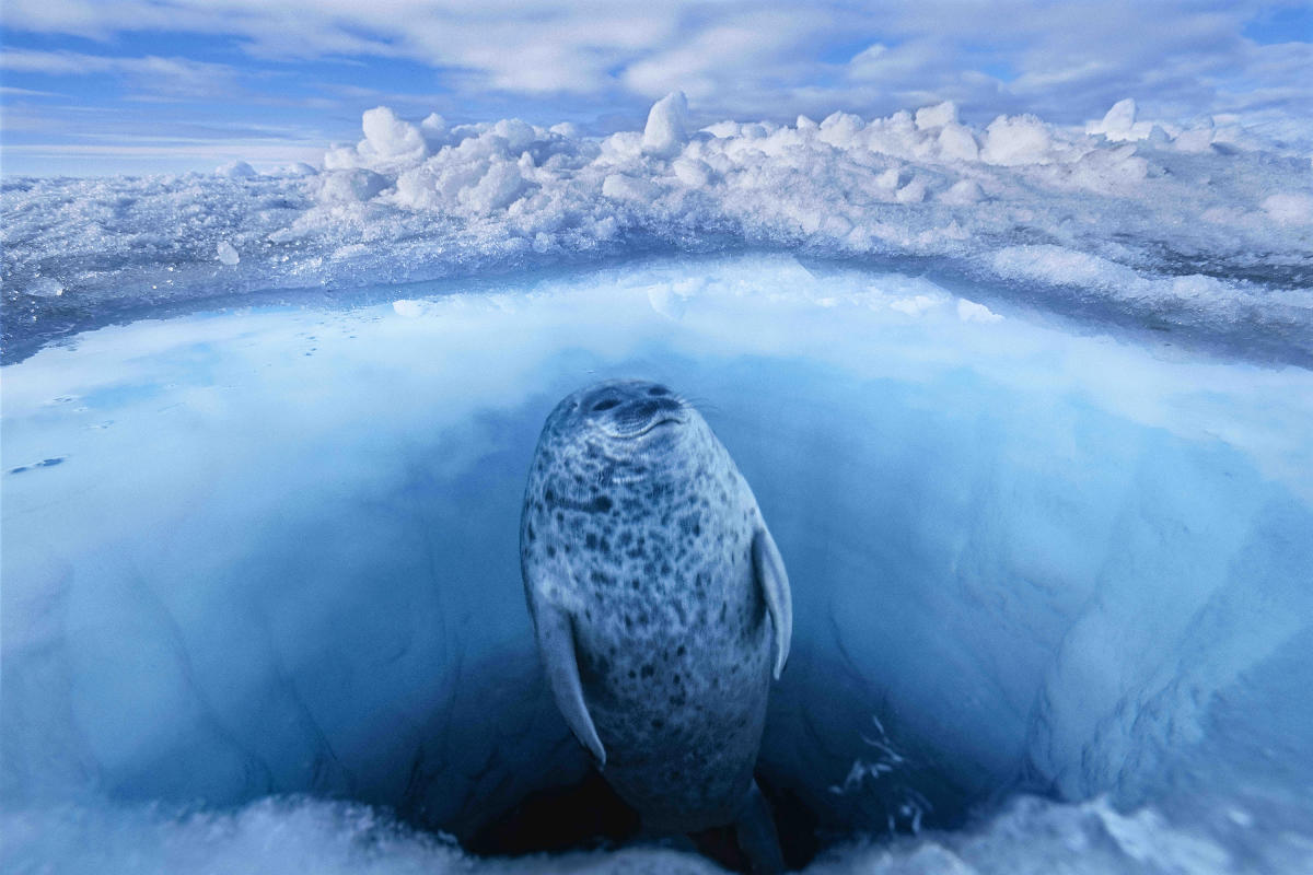 Photo: Paul Nicklen