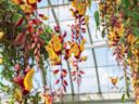 nybg_taggeryancey_061