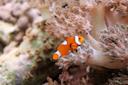 xenia coral and orange clownfish at New York Aquarium