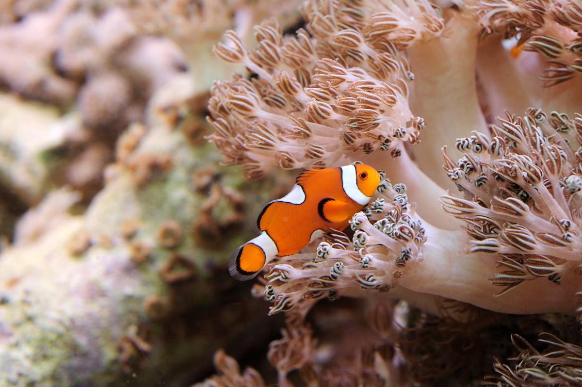 xenia coral and orange clownfish at New York Aquarium