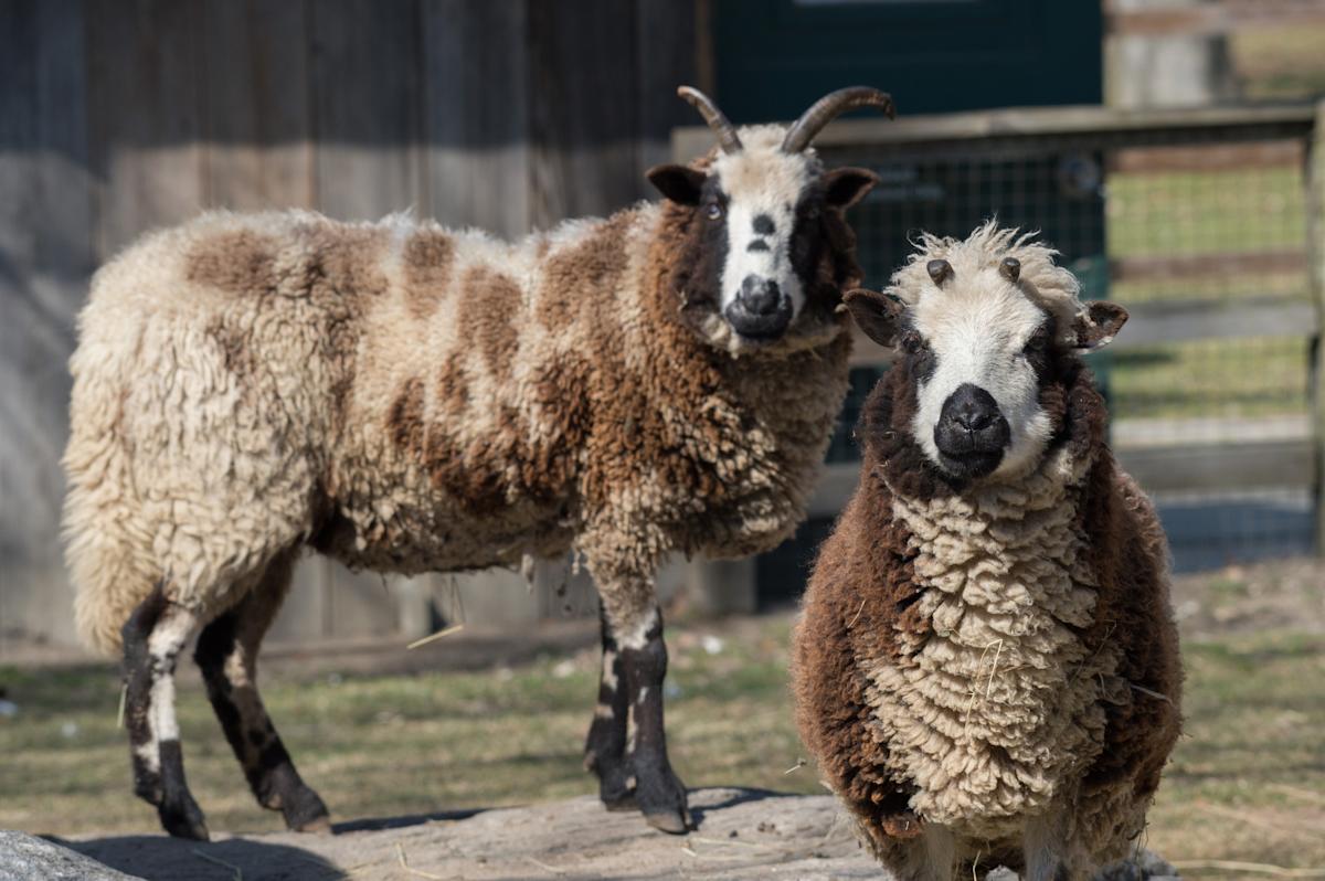  jacobs four-horned sheep at Queens Zoo