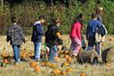 Children pumpkin picking at decker park in staten island