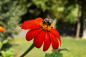 A-Plant-Pollinator-Love-Story-BBG-Brooklyn-NYC-Photo-Courtesy-BBG-2.jpg