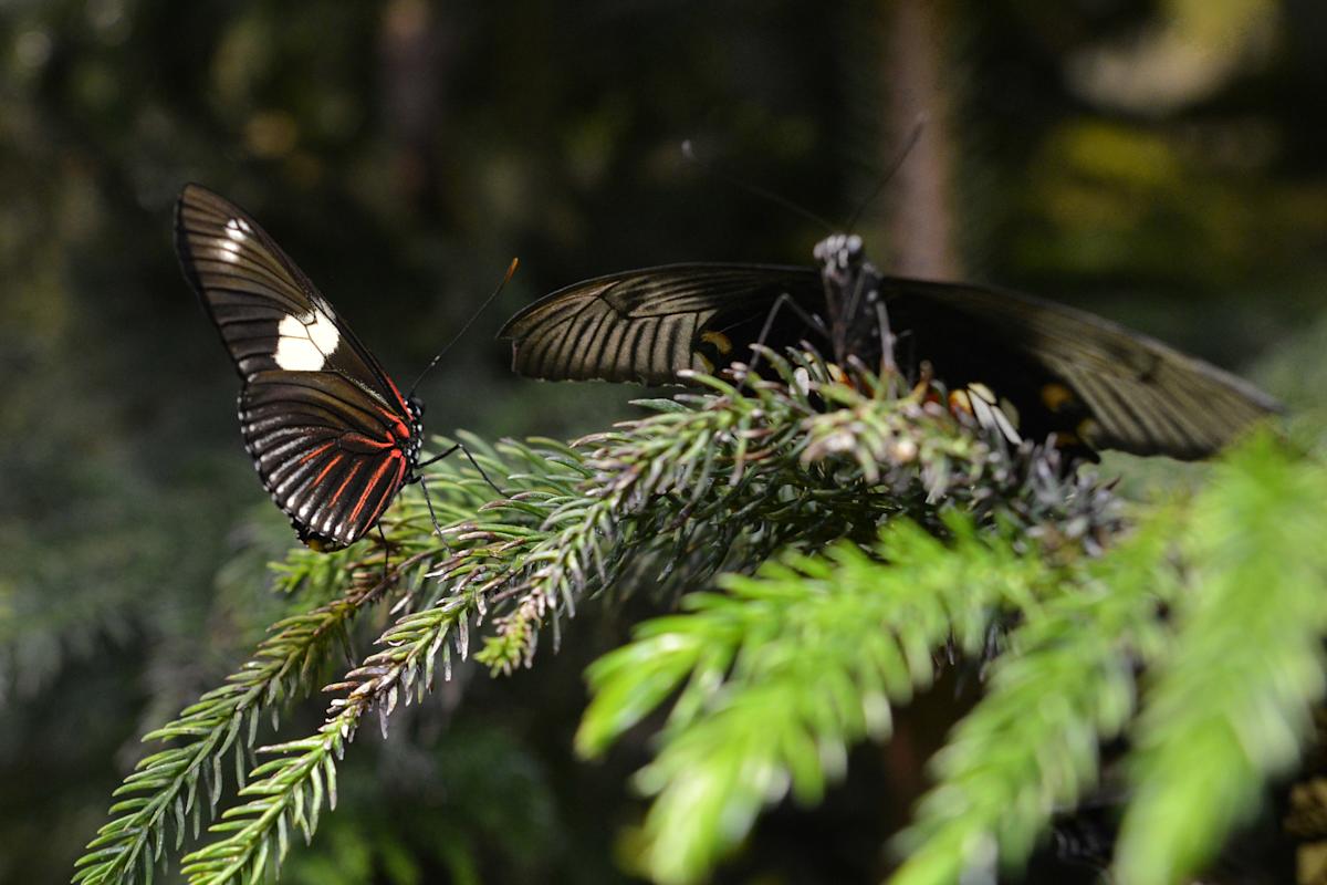 Monarch butterfly, Museum of Natural History