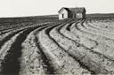 Dorothea Lange. Tractored Out. Childress County, Texas. 1938. Gelatin silver print. The Museum of Modern Art, New York. Purchase