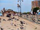 Pigeons fly on the boardwalk at Brighton Beach in Brooklyn. 