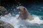 pacific walrus at New York Aquarium