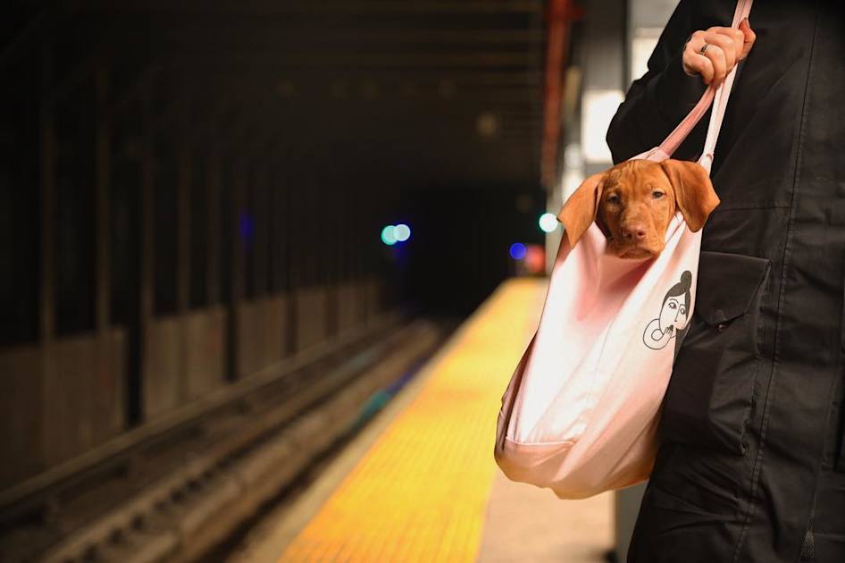se permiten perros en el ferry de nueva york