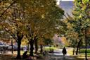 A person walks along a tree-lined path in a city park on a sunny autumn day, with yellow and green leaves. Benches and other people are visible under the shade of the trees. A large building is in the background.