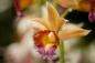 Orchid-Show-New-York-Botanical-Garden-NYC-Photo-Courtesy-New-York-Botanical-Garden-2.jpg