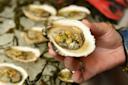 A hand holds a fresh oyster topped with a chopped vegetable garnish, with more garnished oysters and seaweed on a tray in the background.
