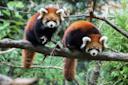 styans red panda at Prospect Park Zoo