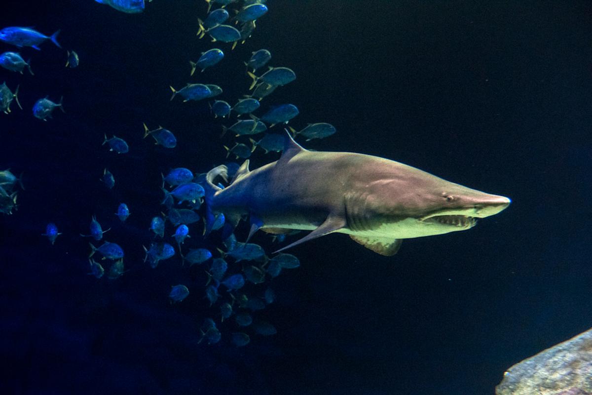 Sharks exhibit, shark