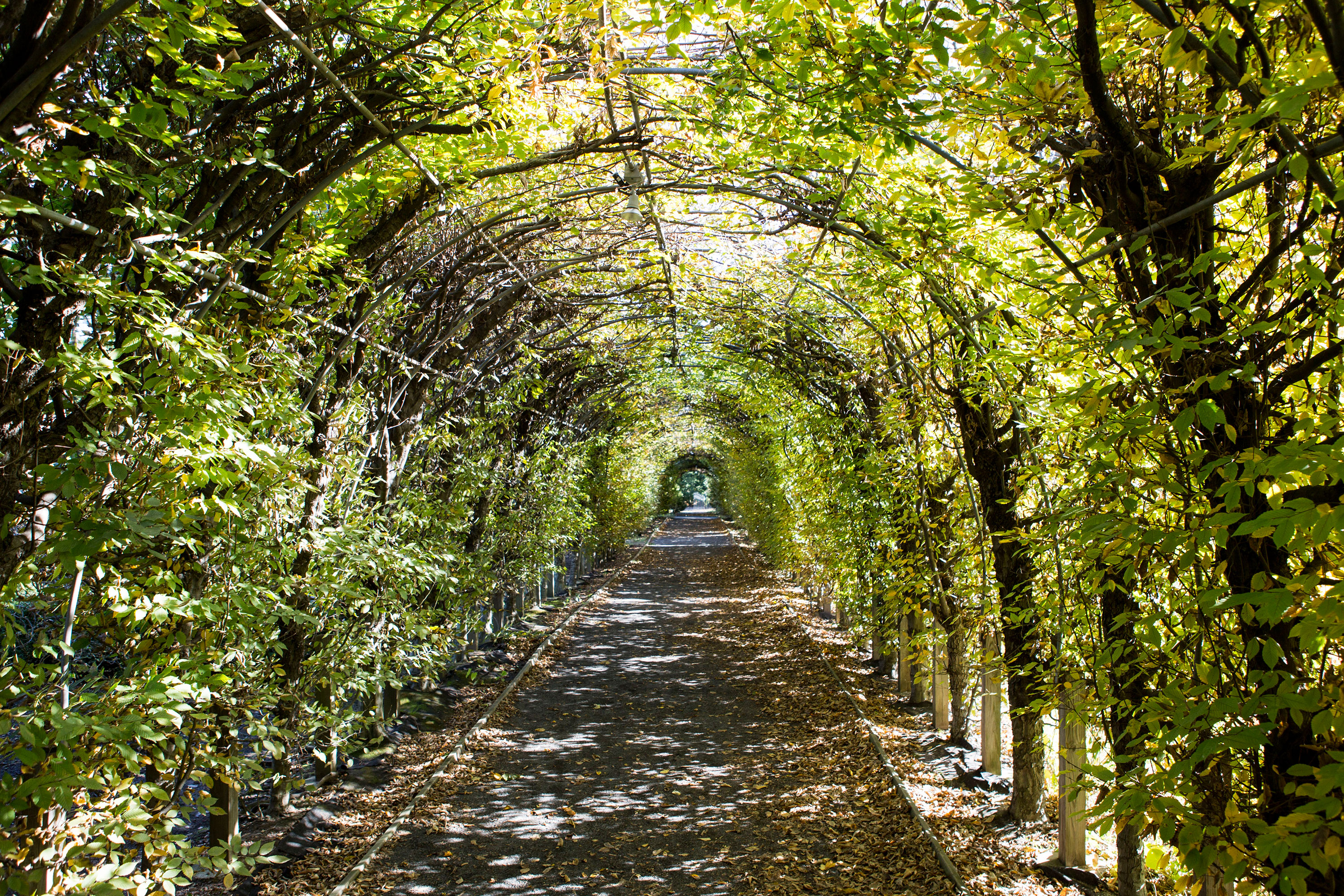 Lawn and Leaf Bag Distribution - Snug Harbor Cultural Center & Botanical  Garden