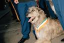 St-Patrick-Parade-Manhattan-NYC-Photo-Paola-Chapdelaine- 8 1.jpg