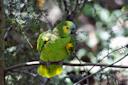  blue-fronted amazon at Queens Zoo