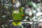  blue-fronted amazon at Queens Zoo