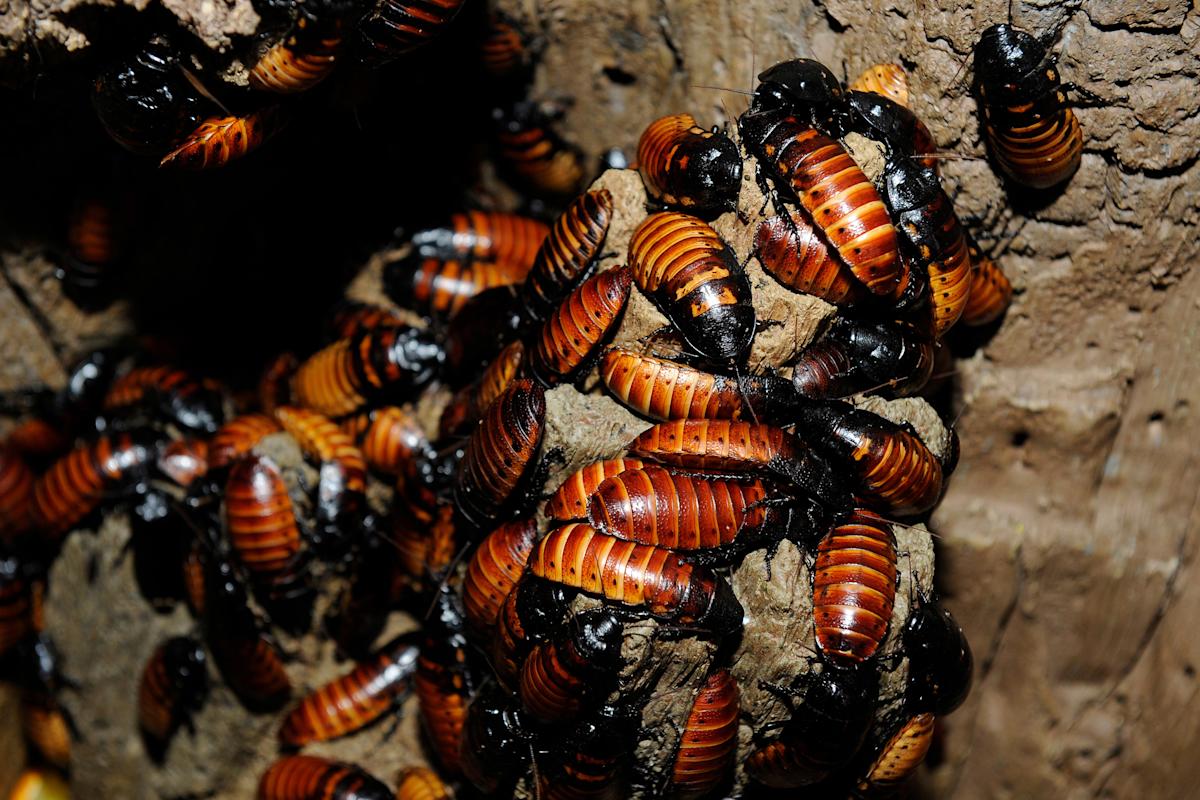 Courtesy, Wild Life Conservation Society. Photo: Julie Larsen Maher