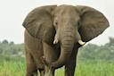 Wildlife Conservation Society, african elephant