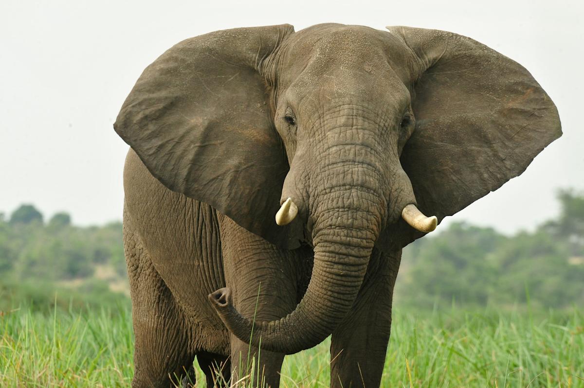 Wildlife Conservation Society, african elephant