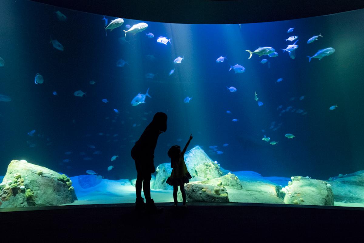 Shark Exhibit, interior