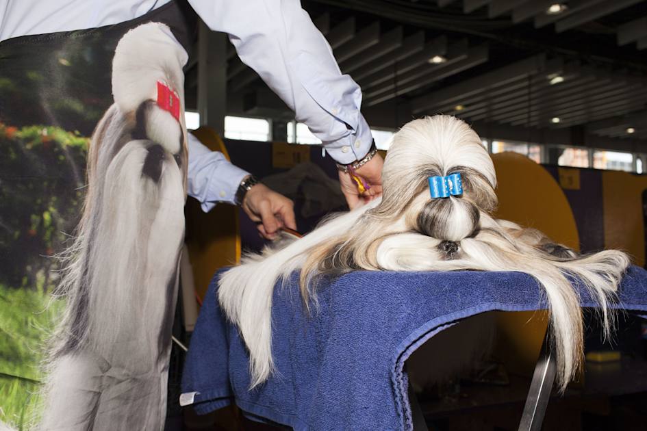 Dogs & Handlers at the Westminster Kennel Club Dog Show NYC Tourism