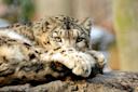 Snow Leopard at the Bronx Zoo