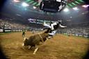 Person riding bull in bull riding event