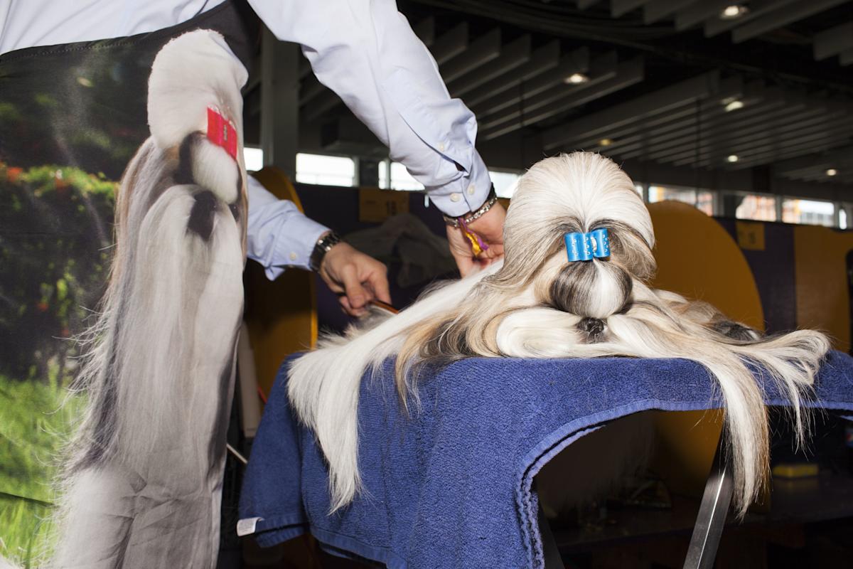 The Westminster Kennel Club Dog Show NYC Tourism