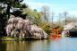 cherry_blossom_festival_photo-julienne_schaer