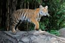 Tiger standing on a rock at the Bronx Zoo