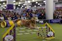 The-Westminster-Kennel-Club-Dog-Show-Manhattan-NYC-Courtesy-9.jpg